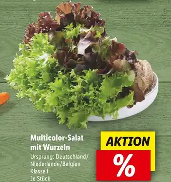 Lidl Multicolor-salat mit wurzeln Angebot