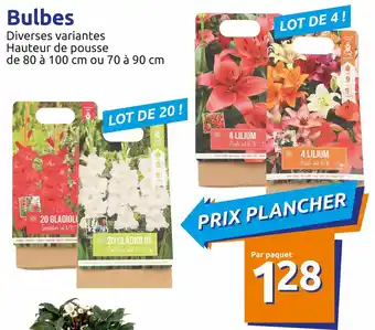 Action Bulbes Angebot