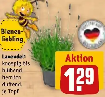 REWE Lavendel Angebot