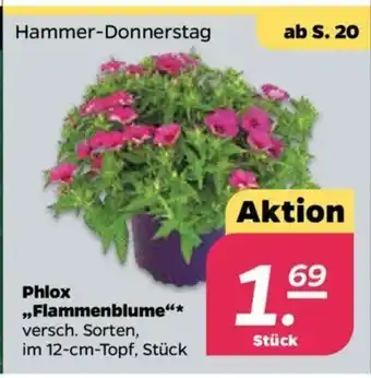 NETTO Phlox Flammenblume Angebot