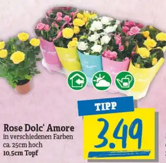 NP Discount Rose Dolc' Amore 10,5 cm Topf Angebot