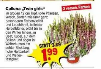 Repo Markt Calluna twin girls Angebot