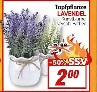 CENTERSHOP Topfpflanze lavendel Angebot