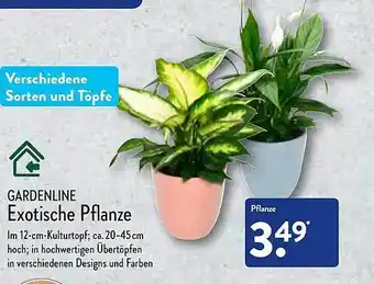 Aldi Nord Gardenline exotische pflanze Angebot