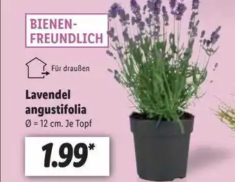 Lidl Lavendel angustifolia Angebot