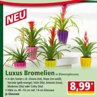 Norma Luxus bromelien Angebot