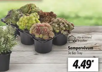 Lidl Sempervivum Angebot