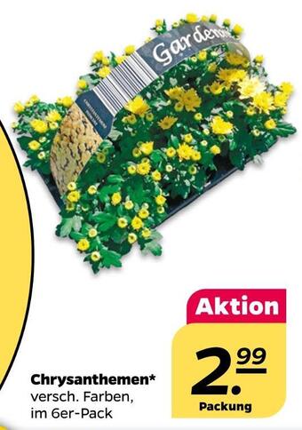 Netto Chrysanthemen Angebot