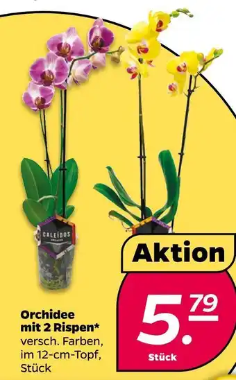 NETTO Orchidee mit 2 rispen Angebot