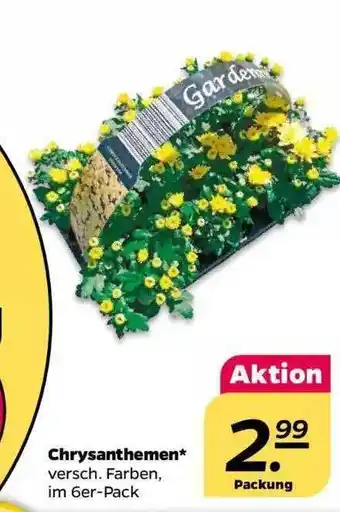 NETTO Chrysanthemen Angebot