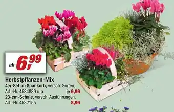 toom Baumarkt Herbstpflanzen-mix 4er-set in spankorb Angebot