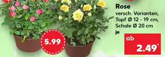 Kaufland Rose Angebot