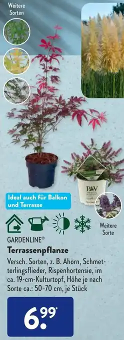 Aldi Süd Gardenline Terrassenpflanze Angebot