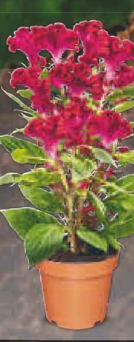 Celosia twister Angebot bei Netto Marken-Discount