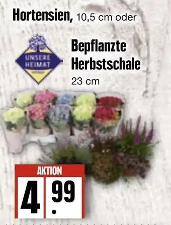 Edeka Frischemarkt Unsere Heimat Hortensien 10,5 cm oder Bepflanzte Herbstschale 23 cm Angebot