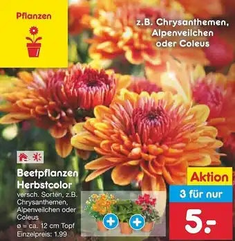 Netto Marken-Discount Beetpflanzen herbstcolor Angebot