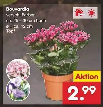 Netto Marken-Discount Bouvardia Angebot