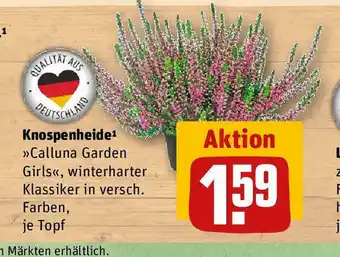 REWE Knospenheide Calluna Garden Girls Angebot