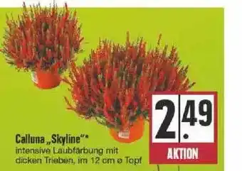 Edeka Calluna „skyline“ Angebot