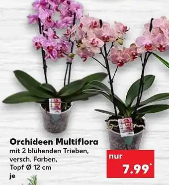 Kaufland Orchideen multiflora Angebot