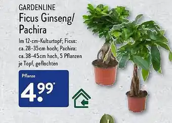 Aldi Nord Garndenline ficus ginseng pachira Angebot