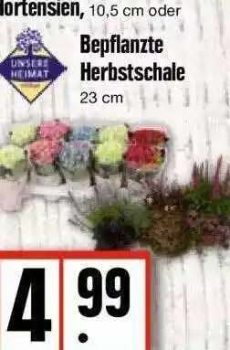 Edeka Bepflanzte herbstschale Angebot