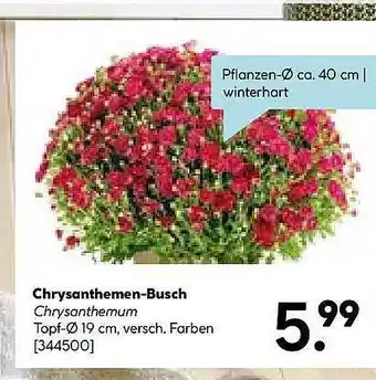 Hellweg Chrysantheme-busch Angebot