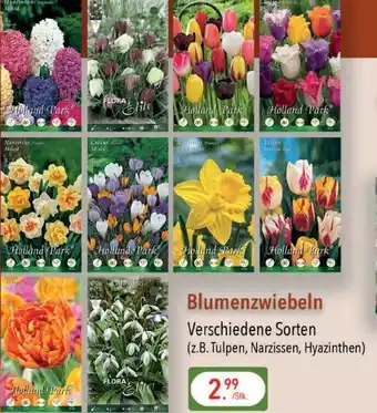 Groschen Blumenzwiebeln Angebot