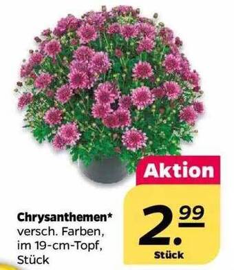 NETTO Chrysanthemen Angebot