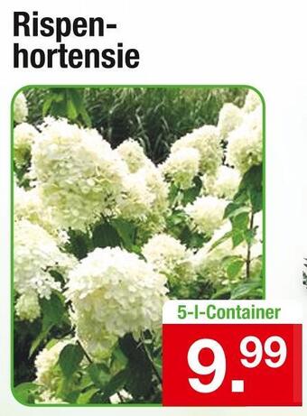 Zimmermann Rispenhortensie Angebot