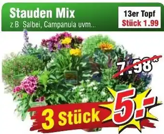 Wiglo Wunderland Stauden Mix Angebot