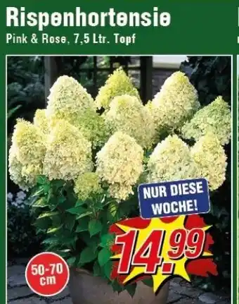 Wiglo Wunderland Rispenhortensie Angebot