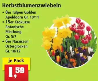 Thomas Philipps Herbstblumenzwiebeln Angebot