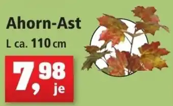 Thomas Philipps Ahorn Ast L ca. 110 cm Angebot