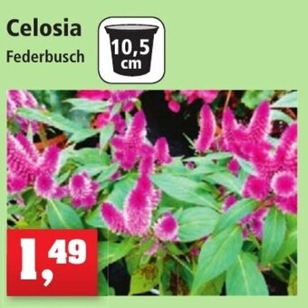 Thomas Philipps Celosia Angebot
