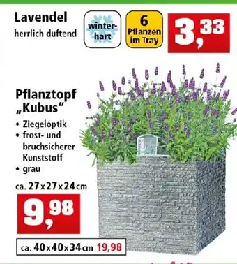 Thomas Philipps Lavendel oder Pflanztopf Kubus Angebot