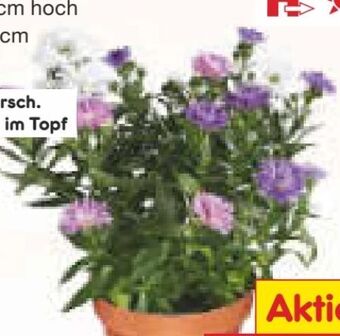 Netto Marken-Discount Astern Angebot