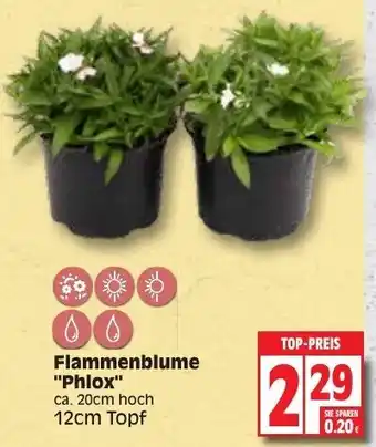 Edeka Flammenblume Phlox Angebot