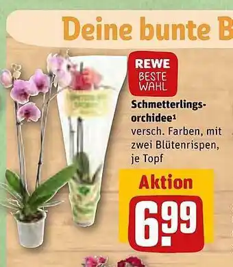 REWE Rewe beste wahl schmetterlings orchidee Angebot