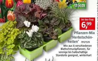 Bauhaus Pflanzen Mix Herbstschönheiten Angebot