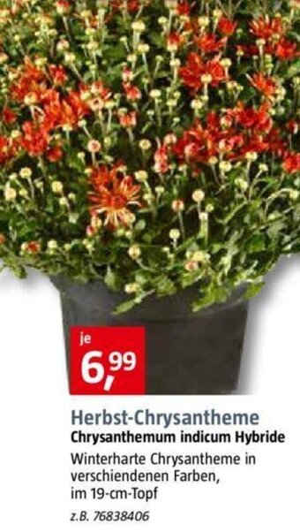 Bauhaus Herbst Chrysantheme Angebot