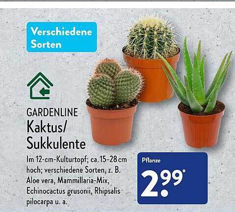 kirschlorbeer caucasica düngen Kirschlorbeer Caucasica (Prunus laurocerasus 'Caucasica') | 20-30 cm  Wurzelware main image 0