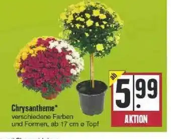 Edeka Chrysantheme Angebot