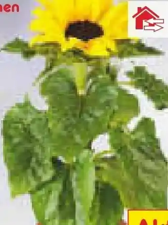 Netto Marken-Discount Sonnenblumen Angebot