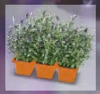 Netto Marken-Discount Lavendel Angebot