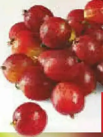 Netto Marken-Discount Stachelbeeren Angebot