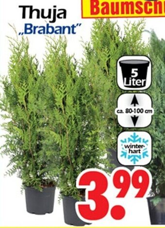 Wreesmann Thuja Brabant Angebot