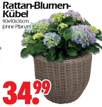 Wreesmann Rattan Blumenkübel Angebot