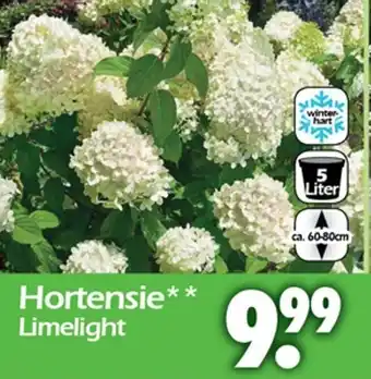 Wreesmann Hortensie Limelight Angebot