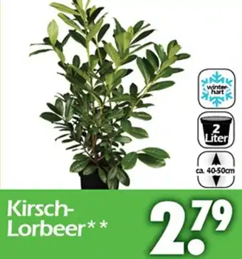 Wreesmann Kirschlorbeer Angebot